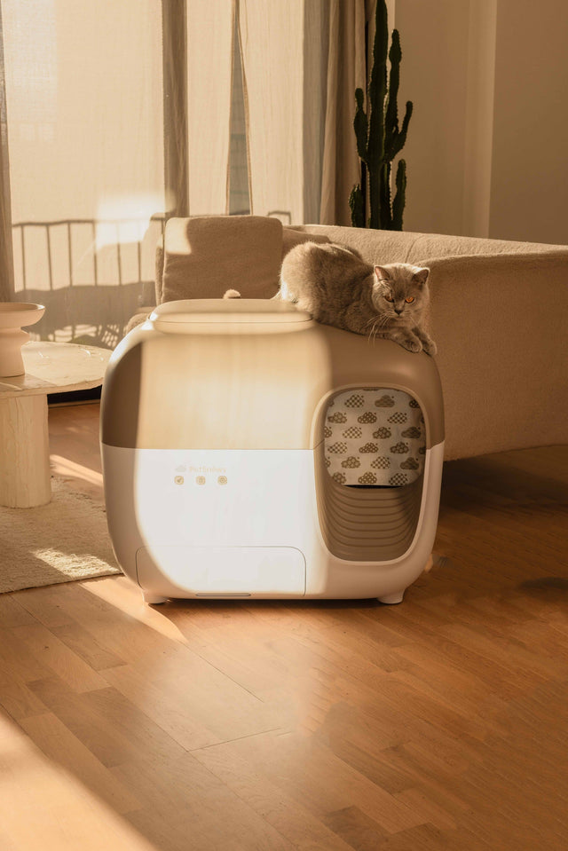 gatto sopra la lettiera SNOW+ in una calda giornata invernale