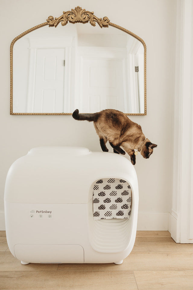 Pour que votre chat se sente à l'aise : Qu'est-ce qui fait que les chats se sentent en sécurité ?