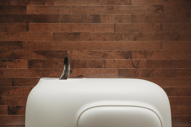 Katzenschwanz, der aus dem weißen PetSnowy Katzenklo ragt.